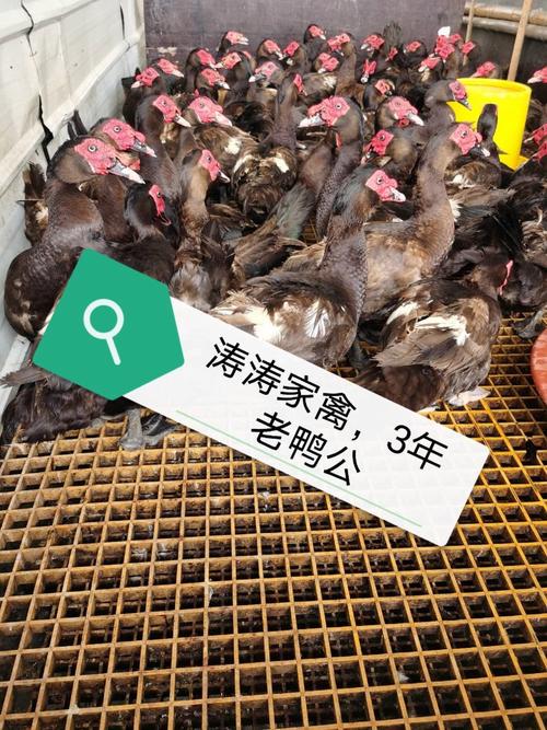 家禽